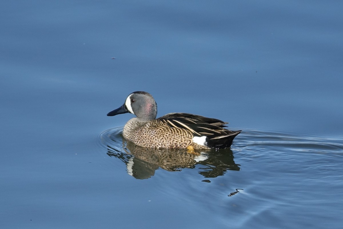 Blue-winged Teal - ML614512489