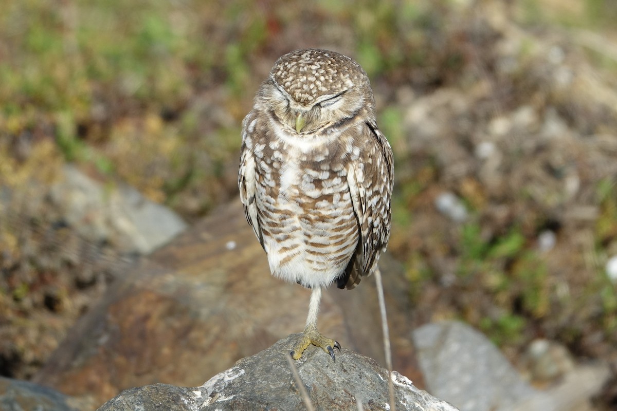 Burrowing Owl - ML614512511