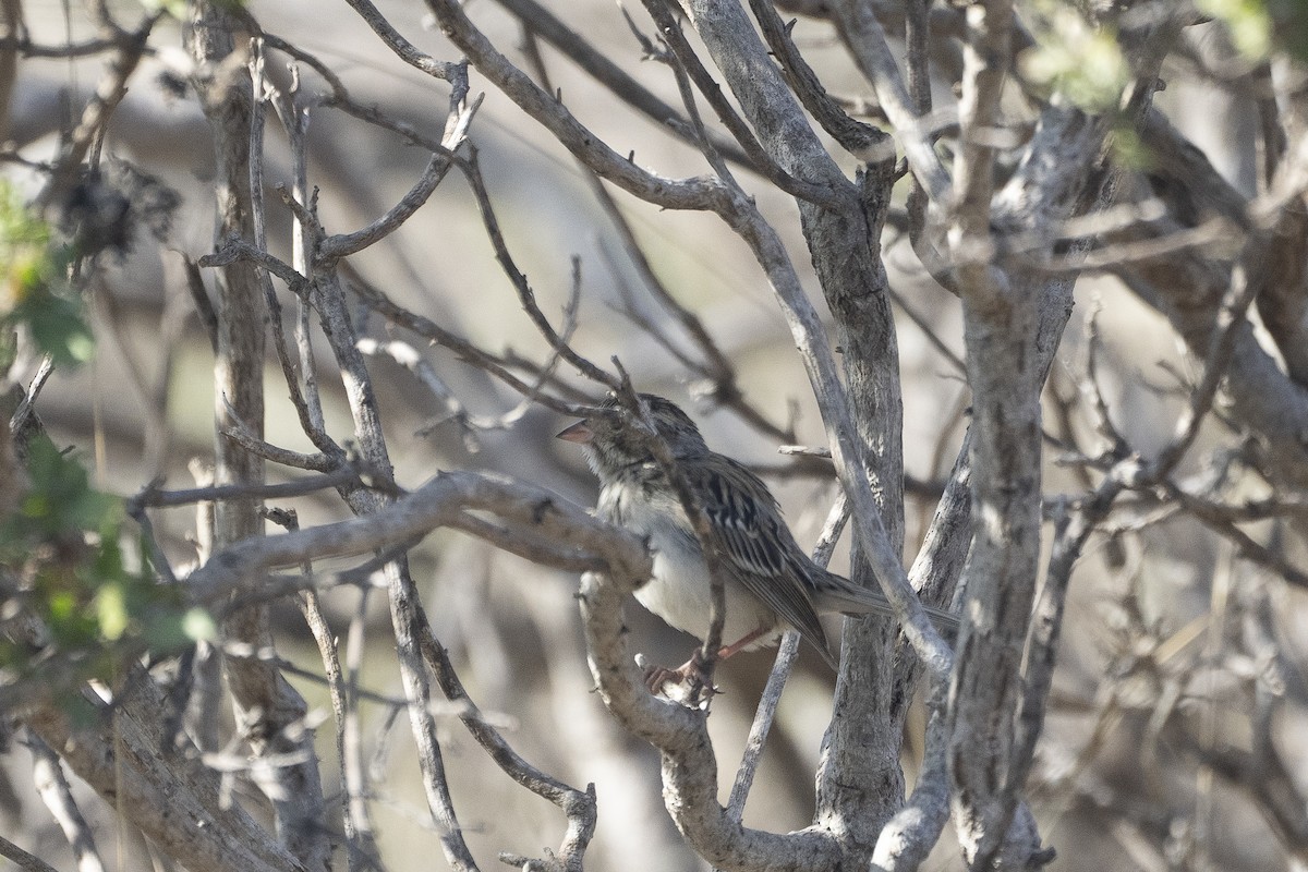 Clay-colored Sparrow - Michael Carozza