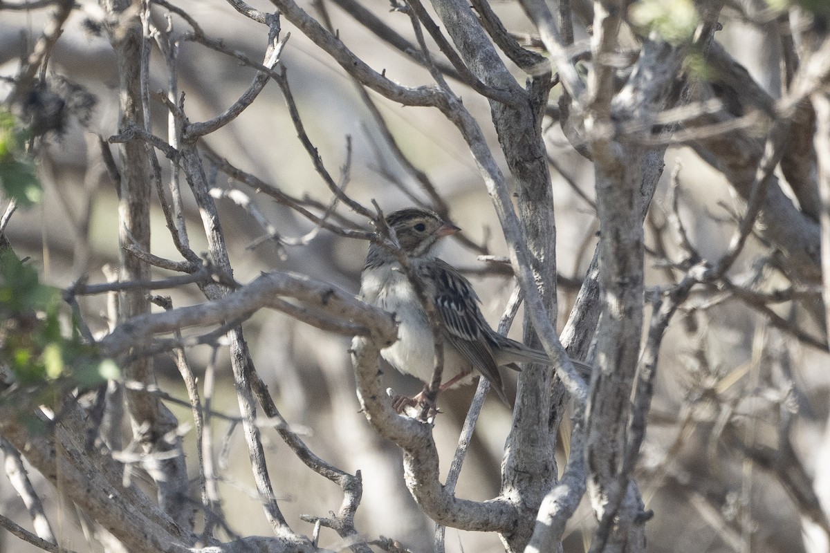 Clay-colored Sparrow - ML614512525