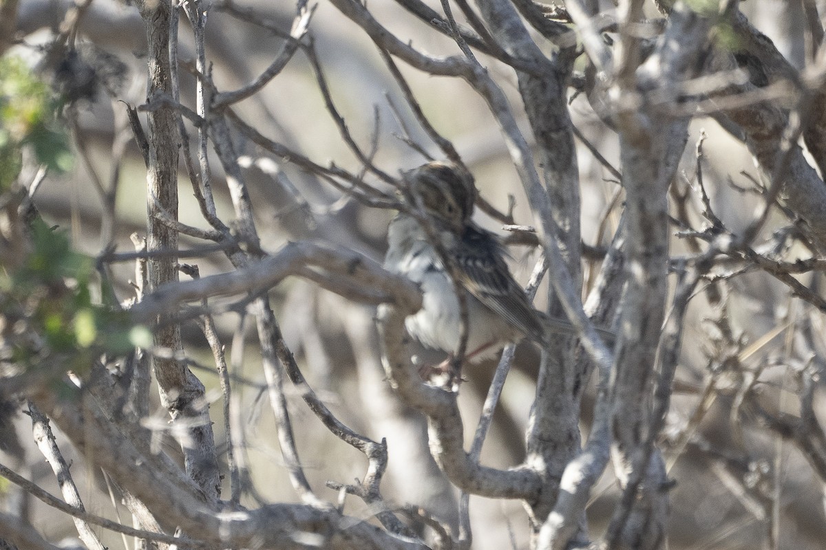 Clay-colored Sparrow - Michael Carozza