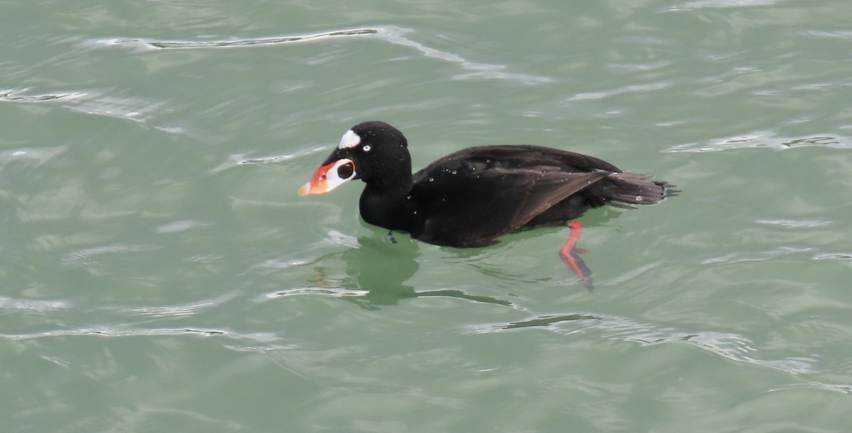 Surf Scoter - ML614512539