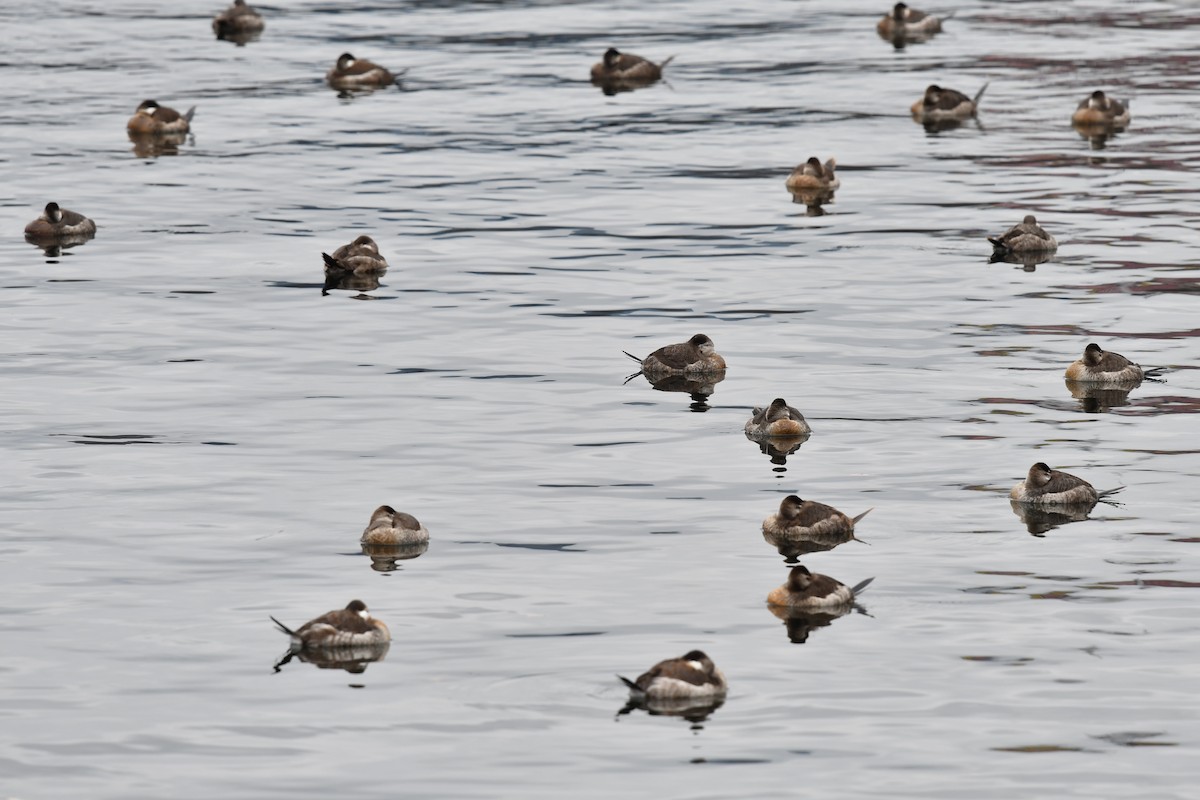 Ruddy Duck - Feipeng Huang