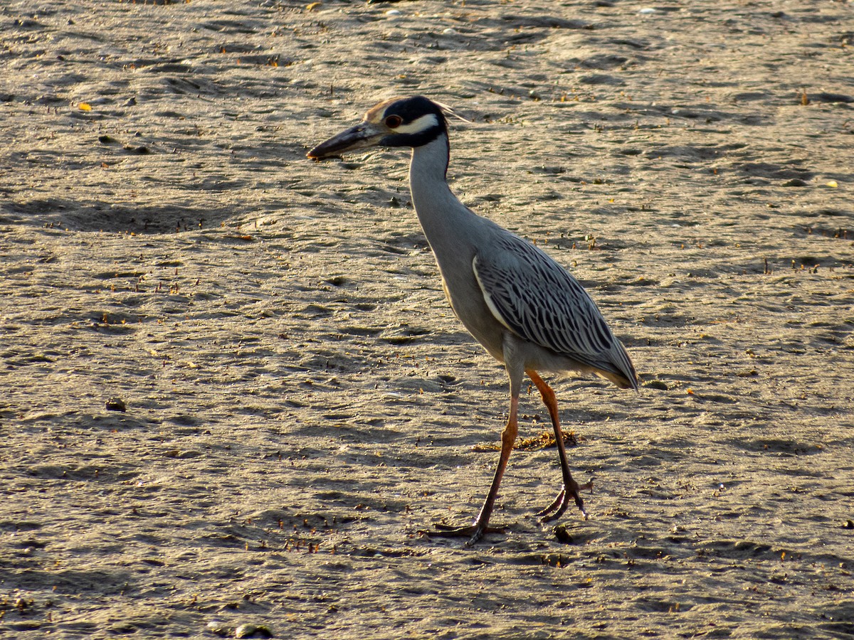 Yellow-crowned Night Heron - ML614512665