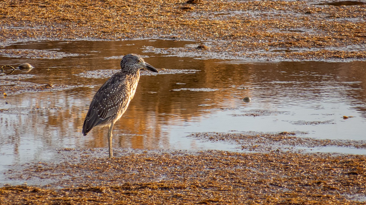 Yellow-crowned Night Heron - ML614512666