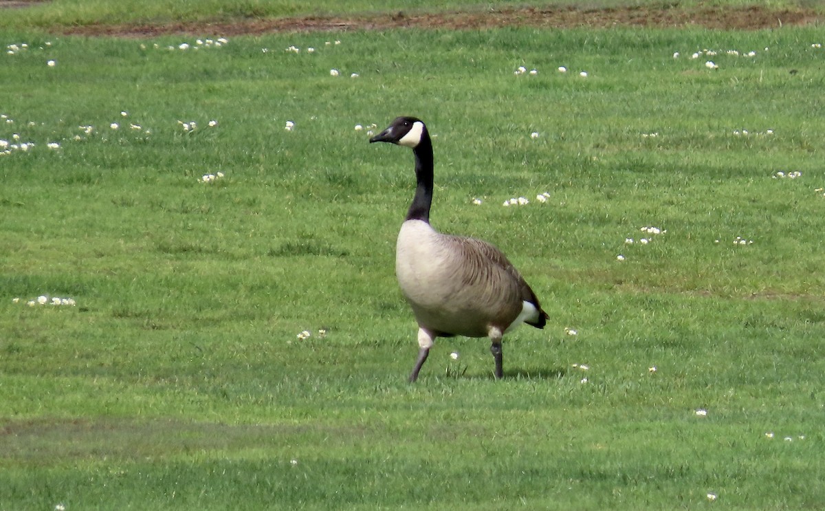 Canada Goose - ML614512689