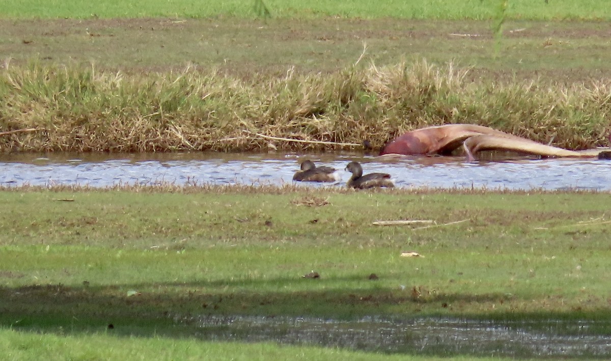 Pied-billed Grebe - ML614512690