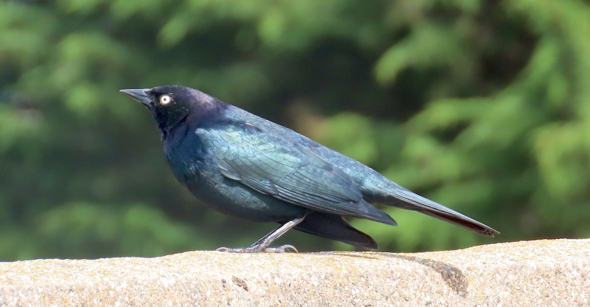 Brewer's Blackbird - ML614512691