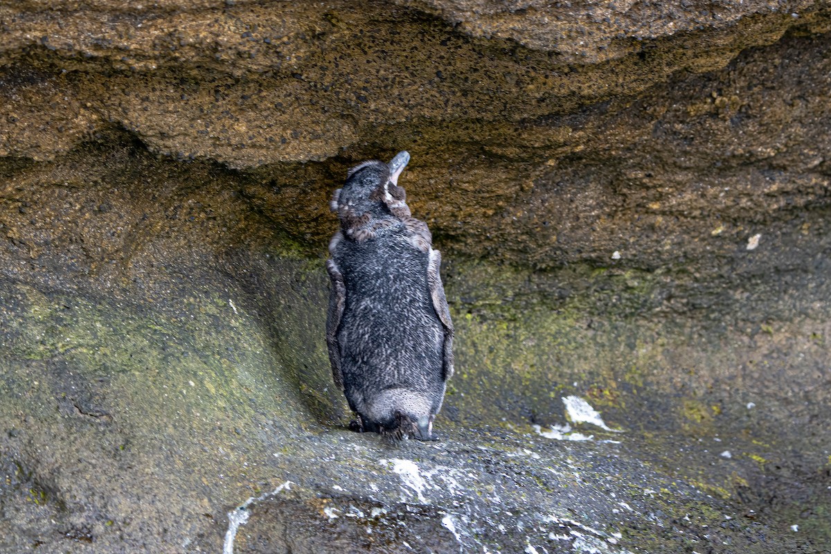 Galapagos Penguin - Courtney Rella