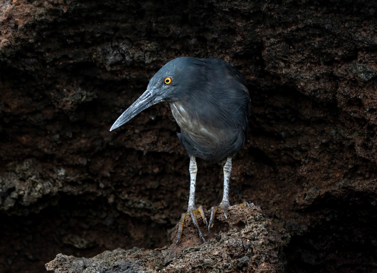 Striated Heron - ML614512789