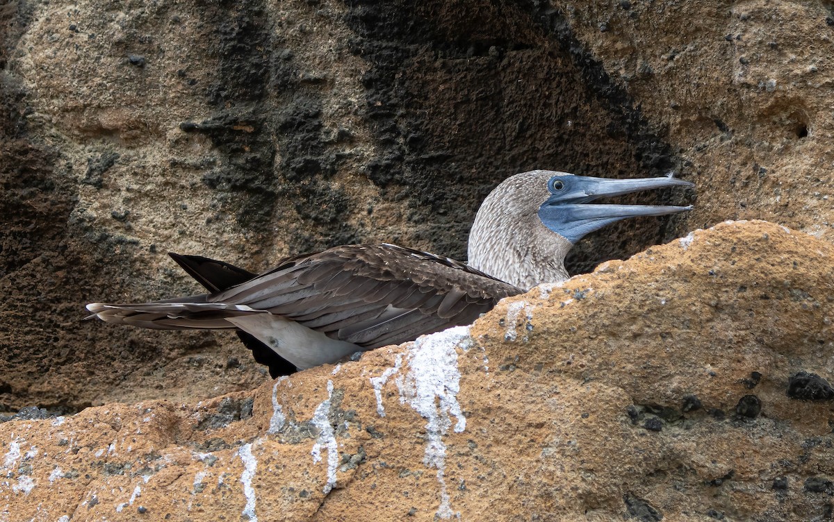 Blue-footed Booby - ML614512794