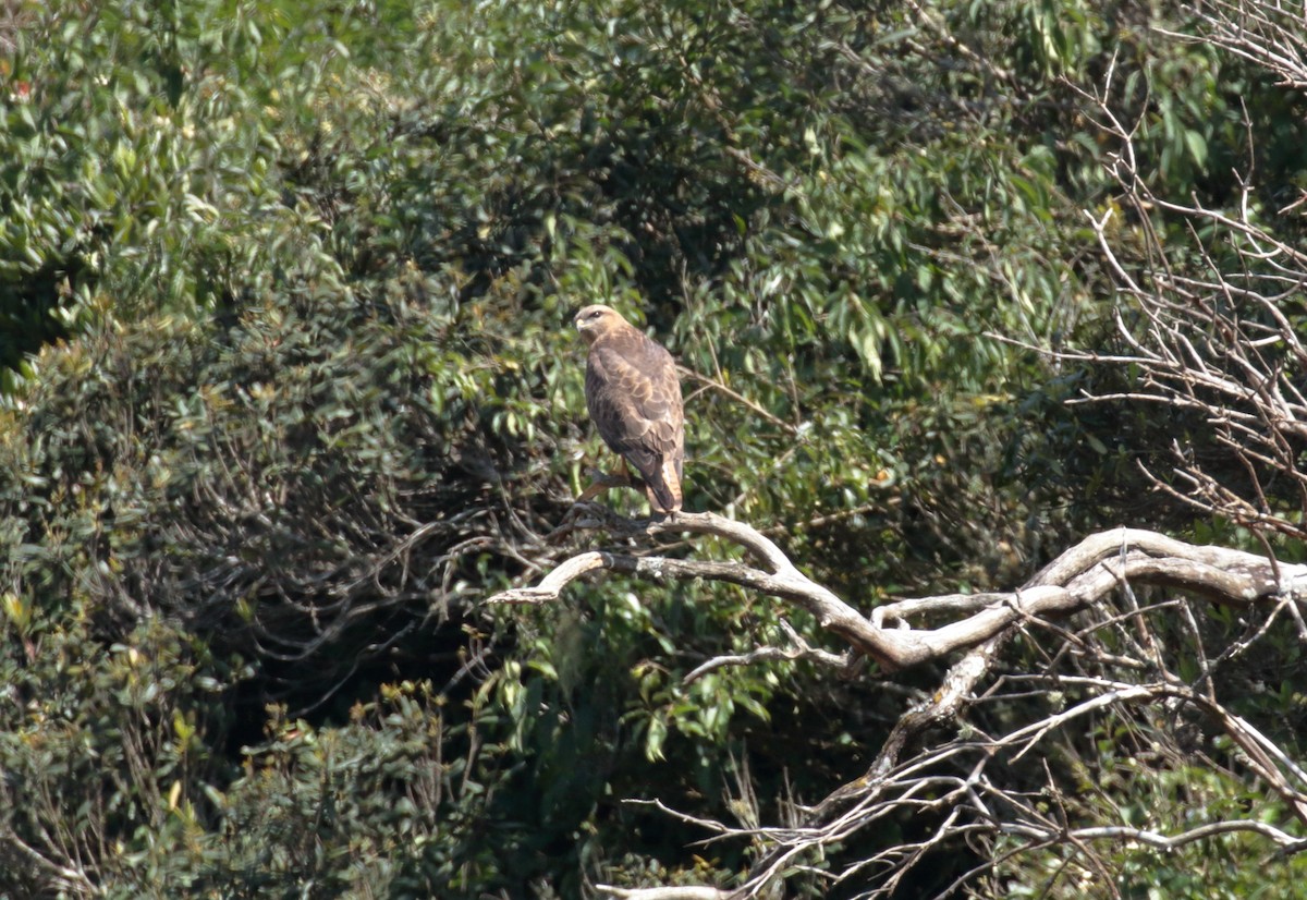 Poiana - ML614512871