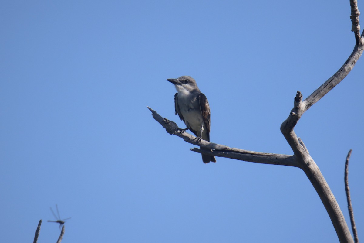 Gray Kingbird - ML614512929