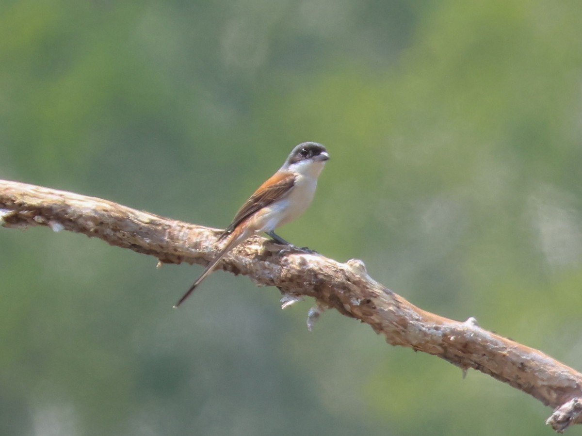 Burmese Shrike - ML614512944