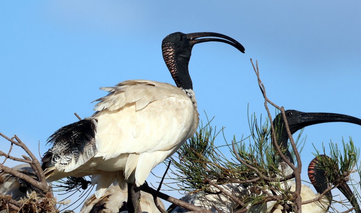 ibis australský - ML614513019