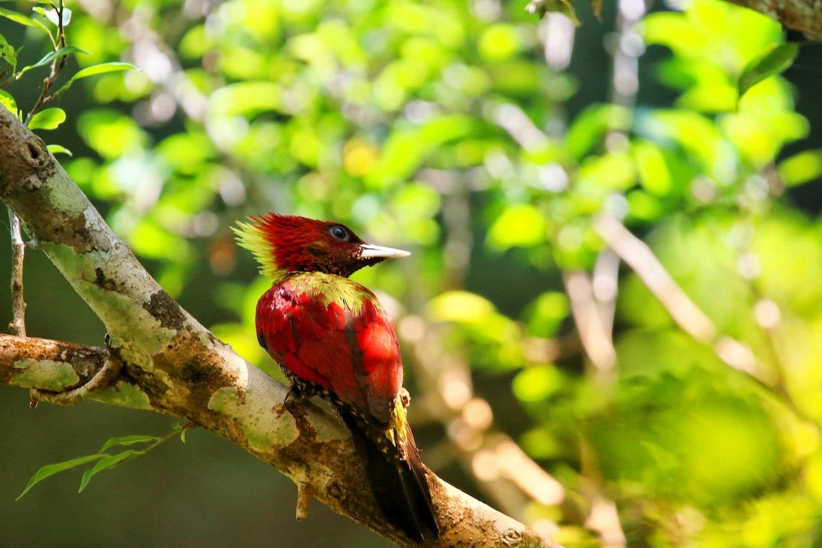 Banded Woodpecker - Ronnaphon Engchuan