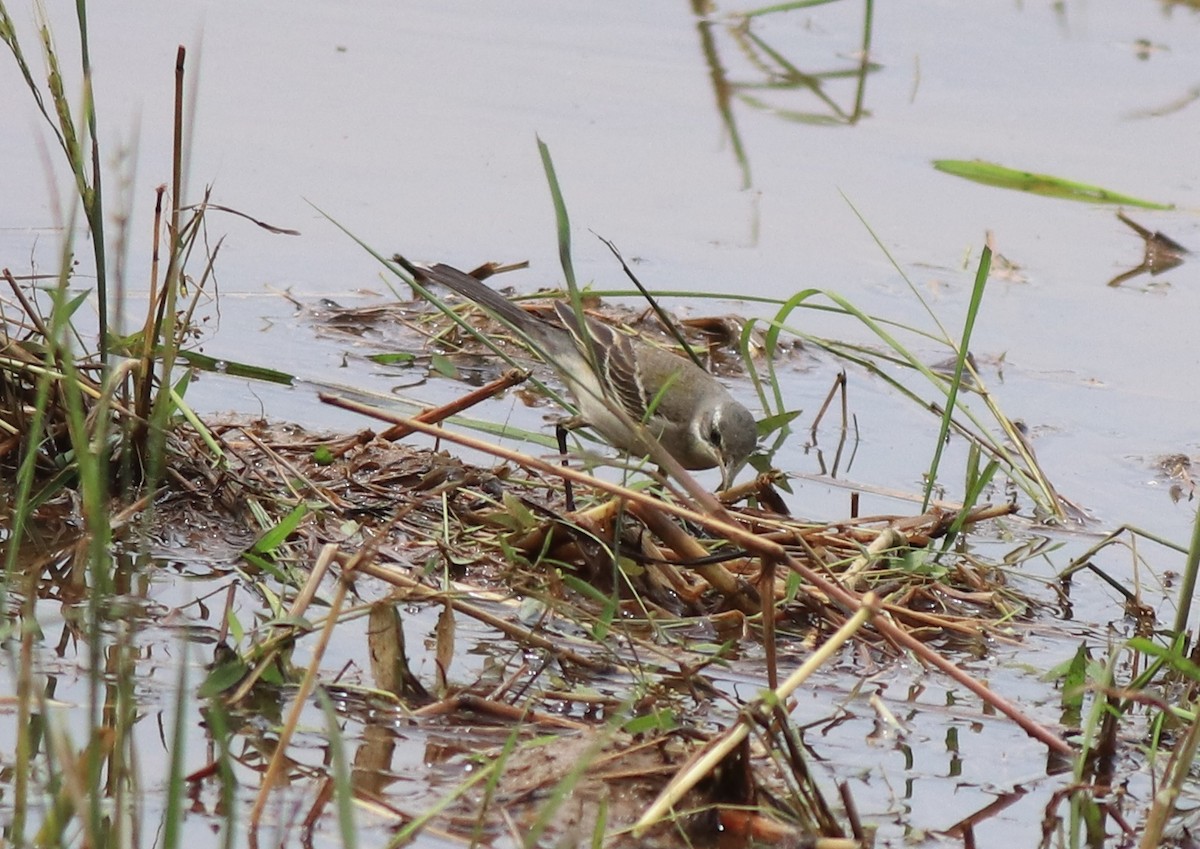 Western Yellow Wagtail - ML614513121