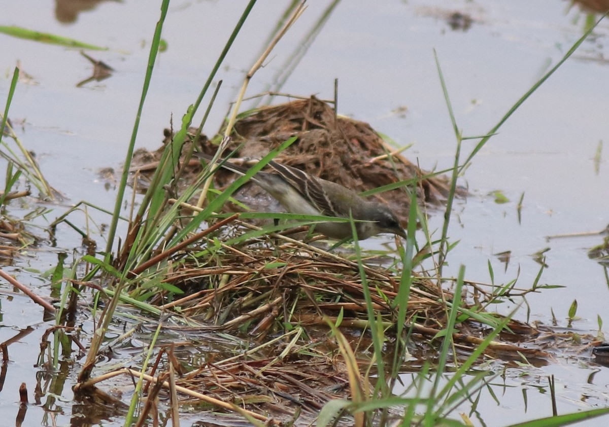 Western Yellow Wagtail - ML614513123