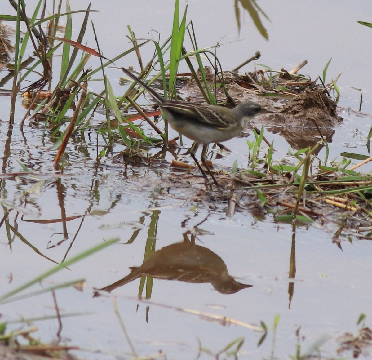 Western Yellow Wagtail - ML614513125