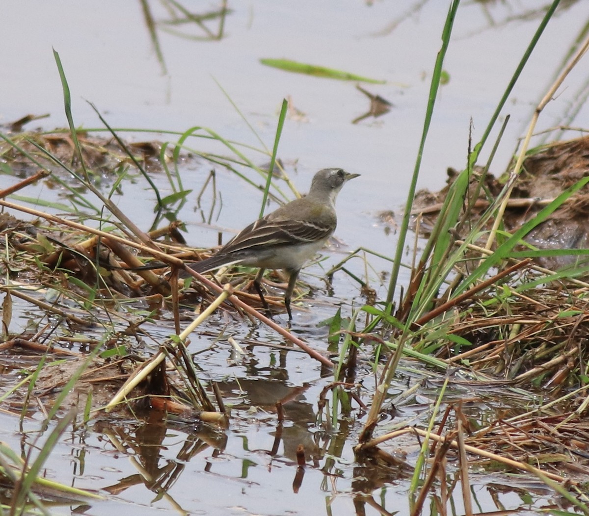 Western Yellow Wagtail - ML614513127