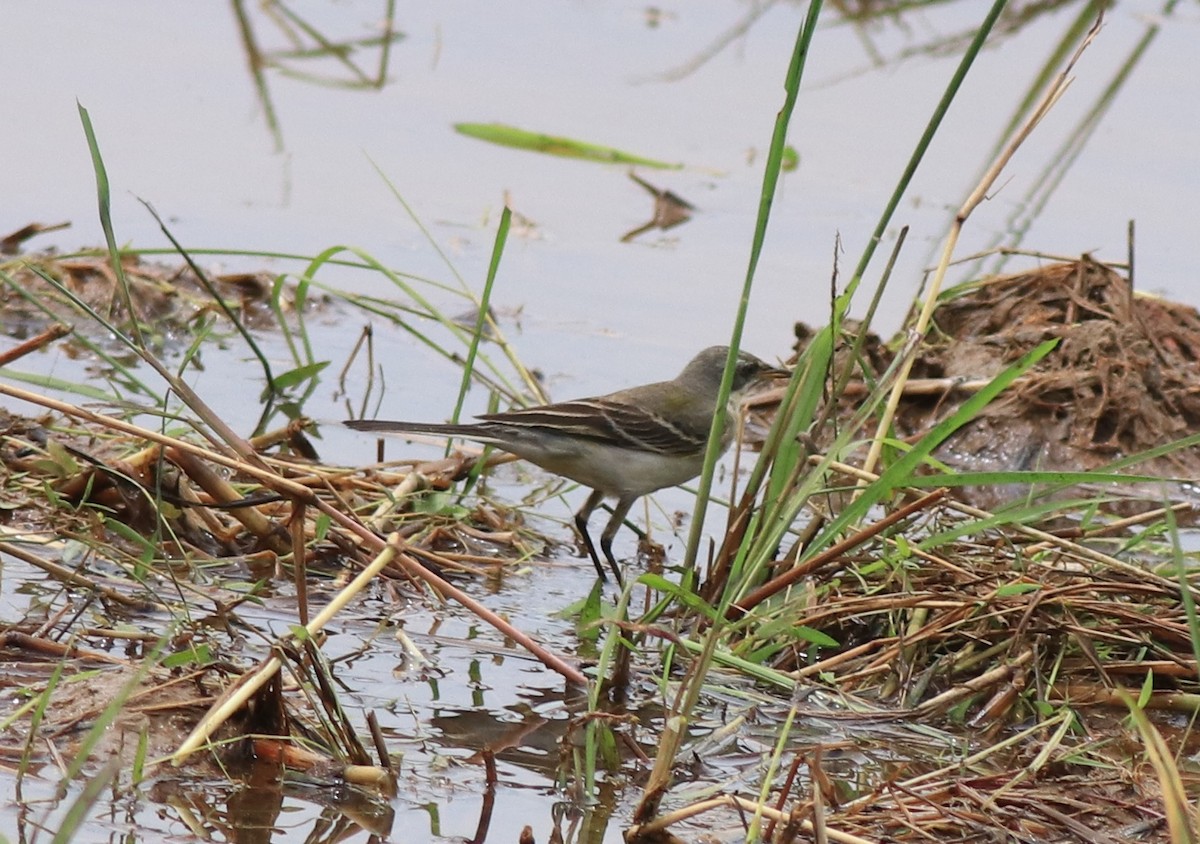 Western Yellow Wagtail - ML614513129