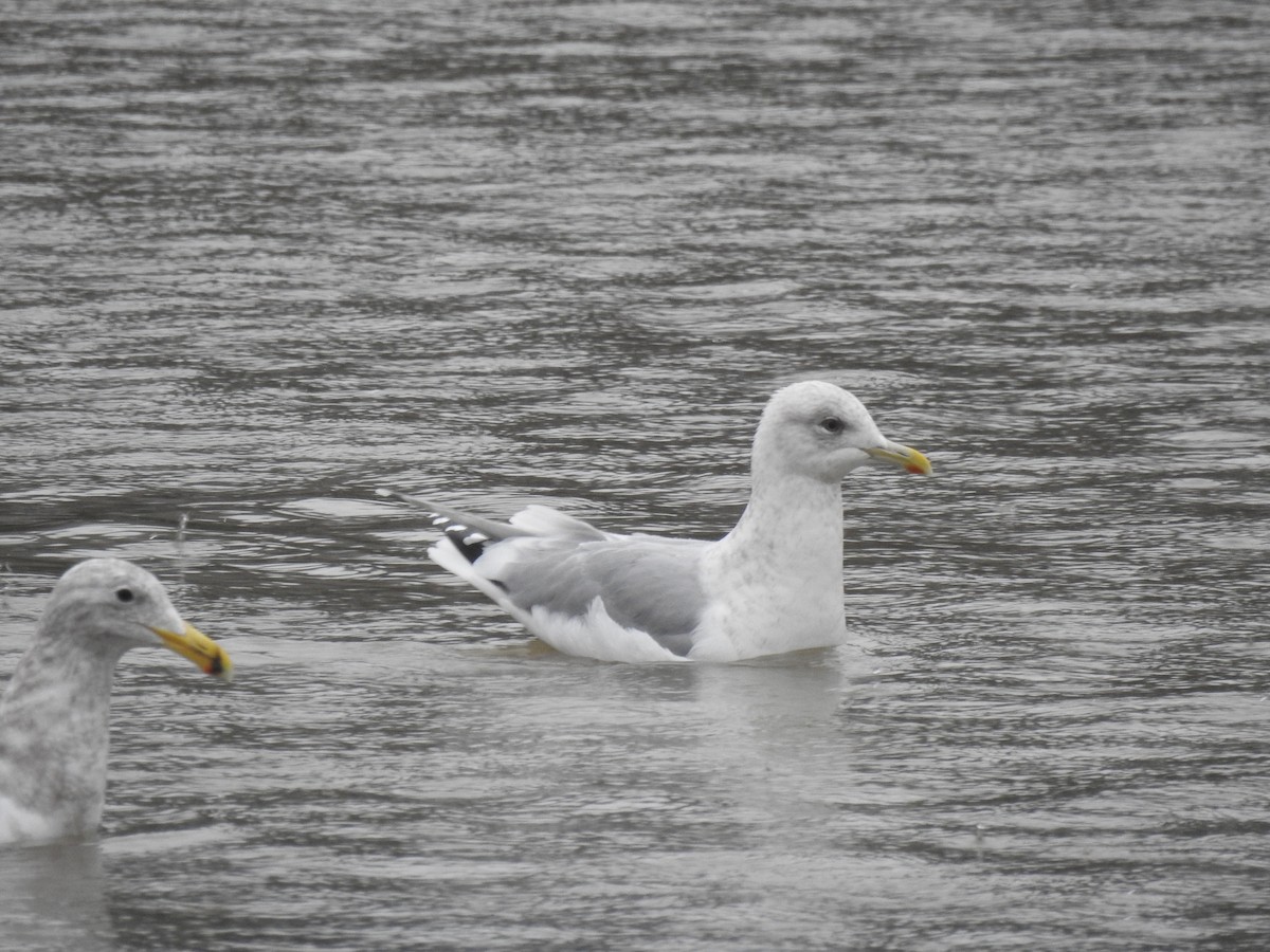 Iceland Gull (Thayer's) - ML614513160