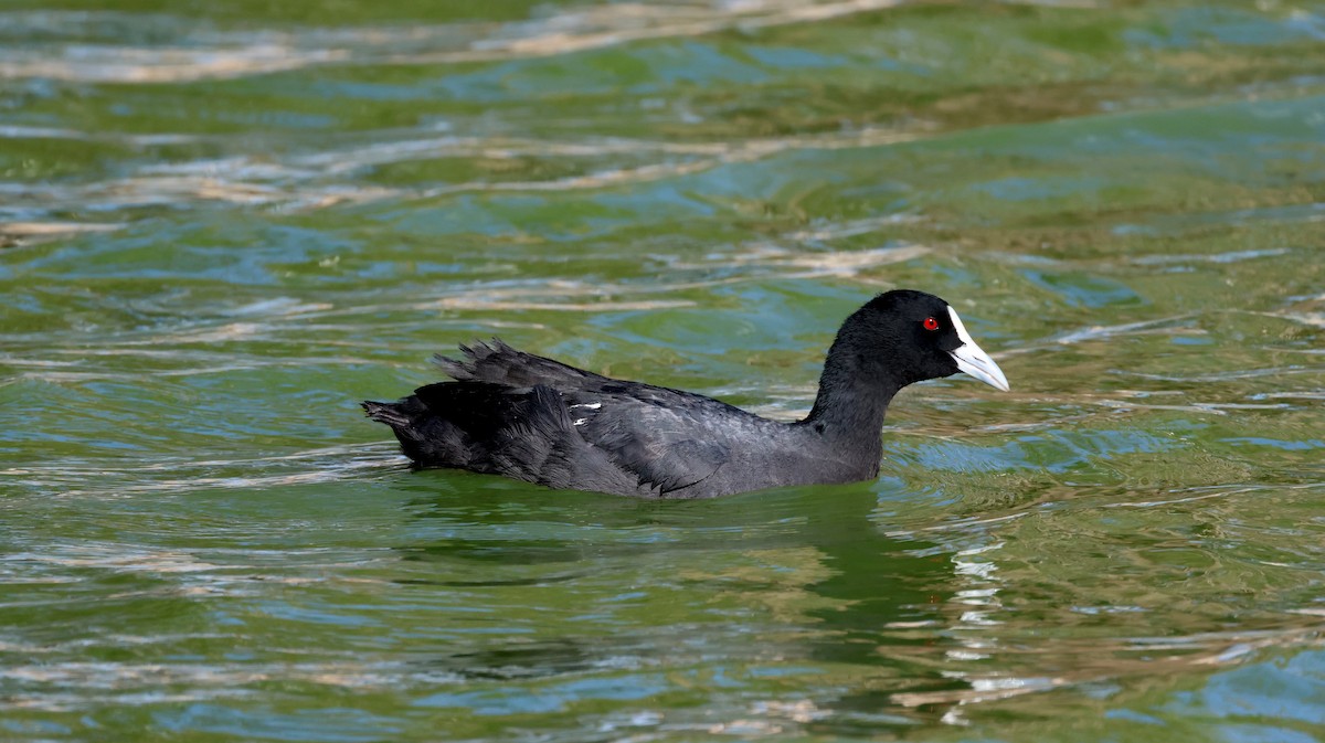 Foulque macroule - ML614513167