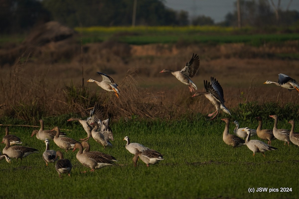 Bar-headed Goose - ML614513202