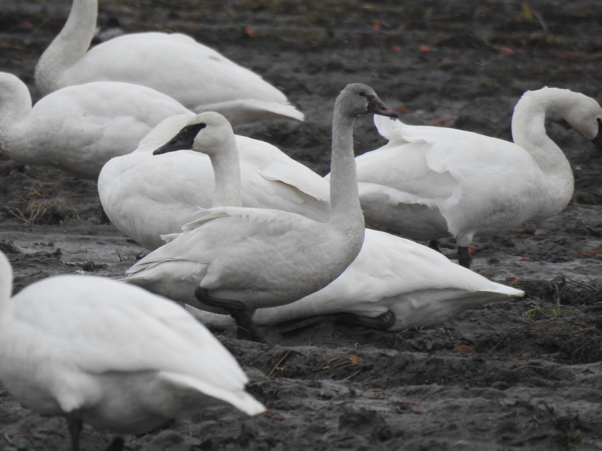 Tundra Swan - Cameron  Montgomery