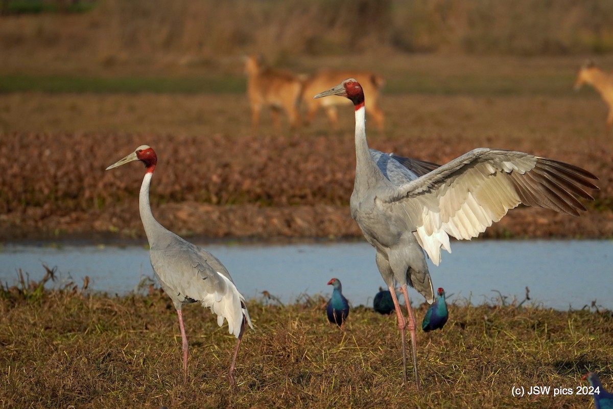 Sarus Crane - ML614513224