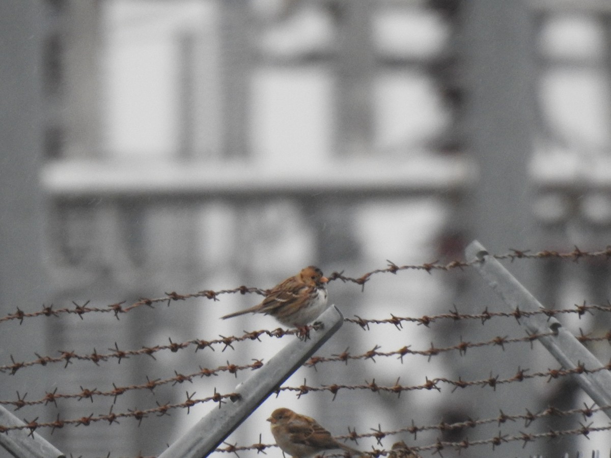 Harris's Sparrow - ML614513225