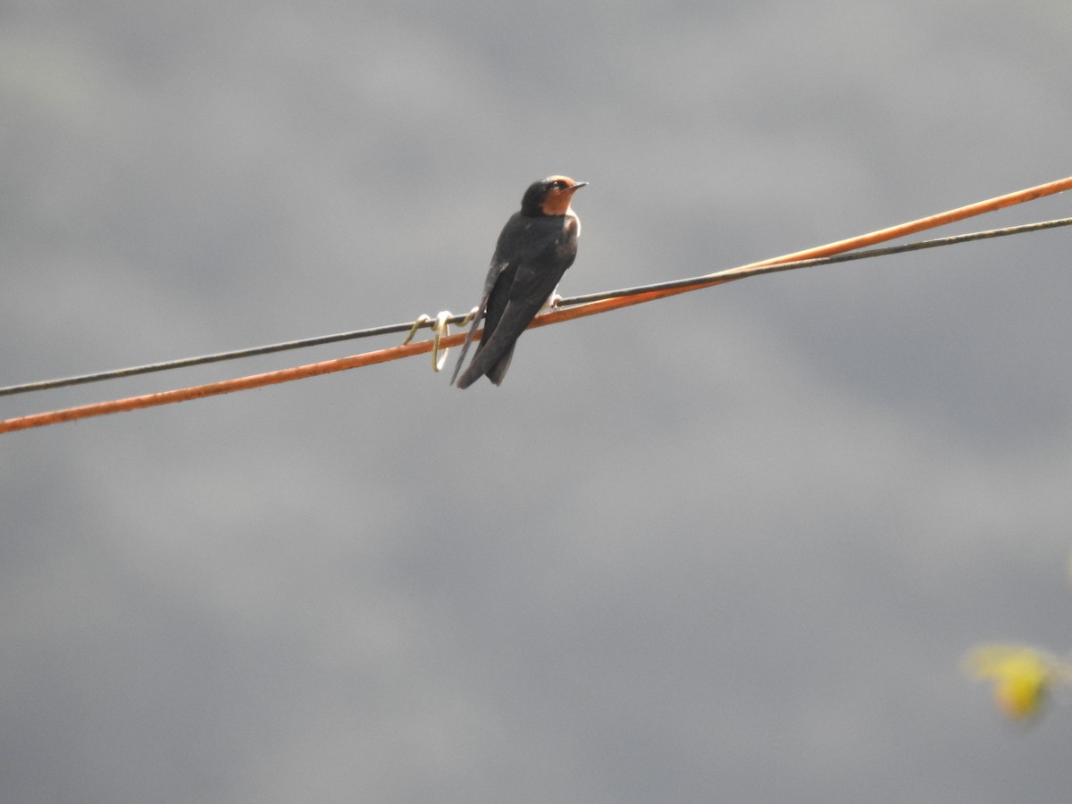 Hill Swallow - Rajashree Kale