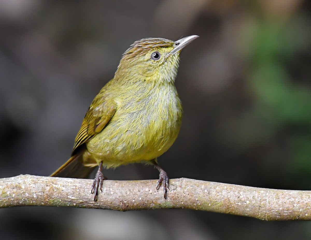 Cachar Bulbul - ML614513298