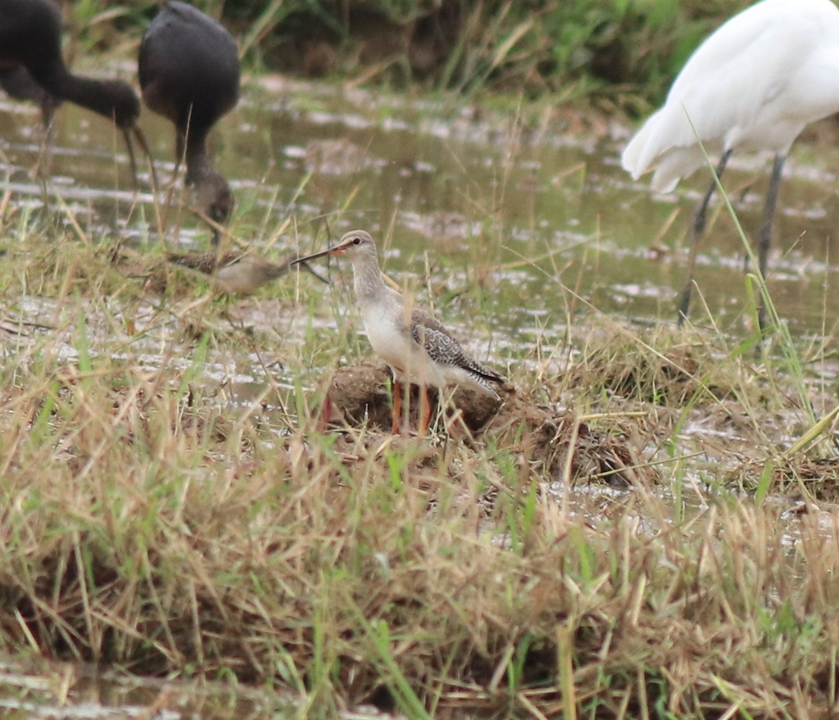 Spotted Redshank - ML614513367