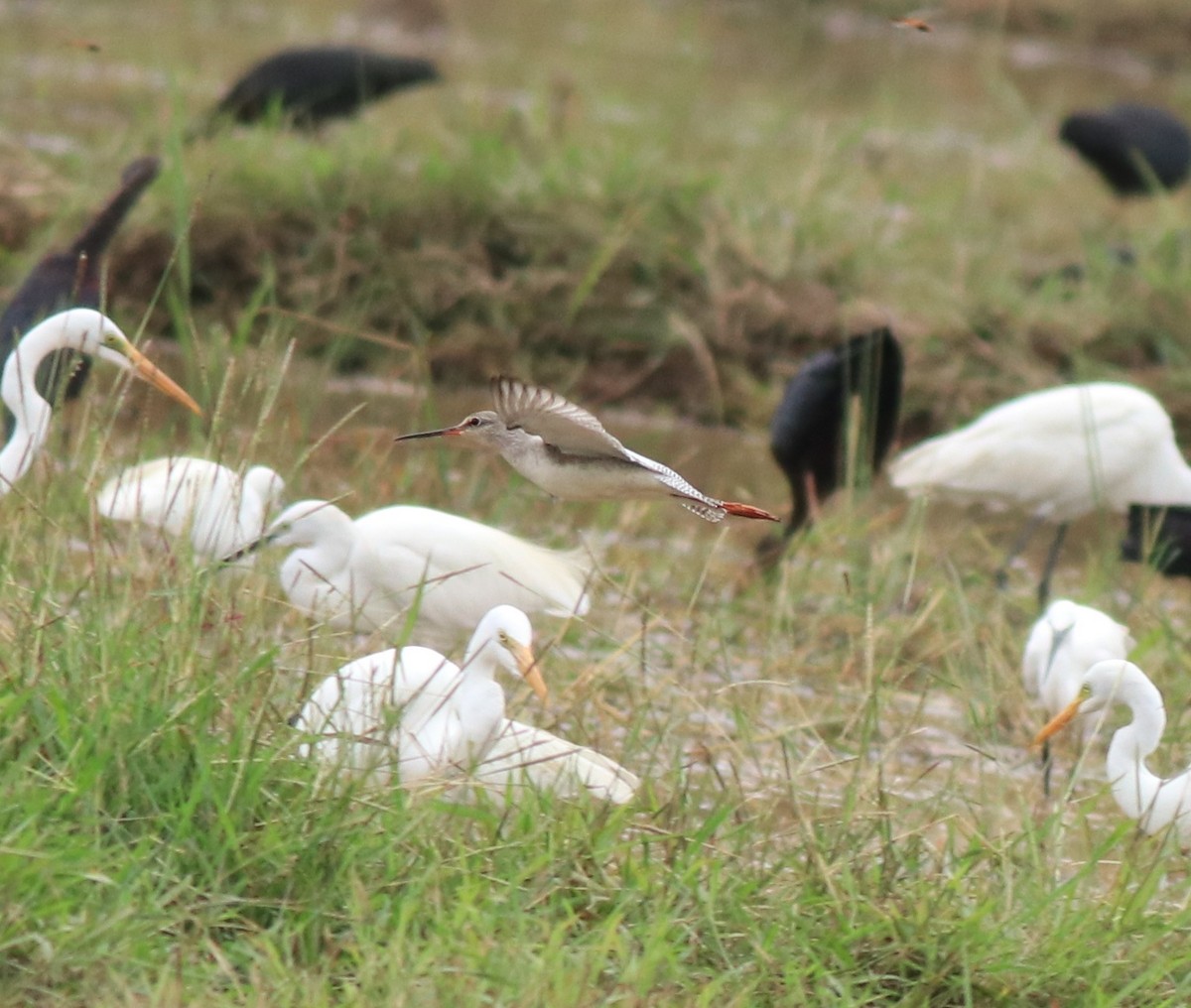 Spotted Redshank - ML614513368