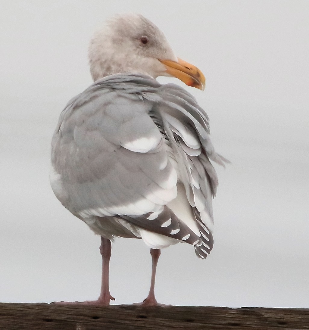 goéland ou mouette sp. - ML614513376