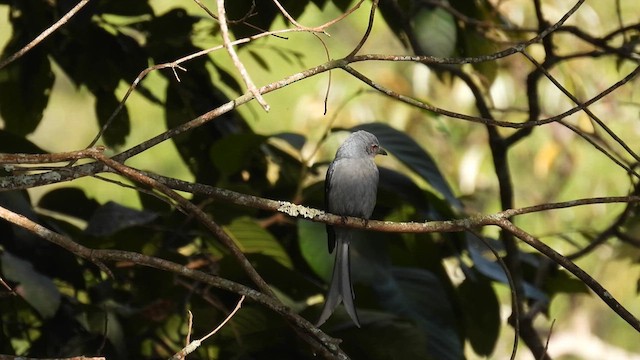 Kül Rengi Drongo - ML614513425