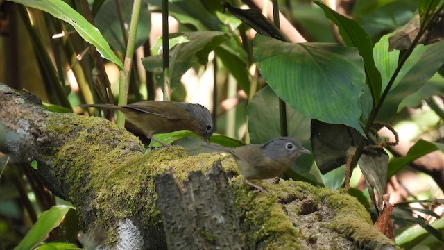 Yunnan Fulvetta - ML614513443