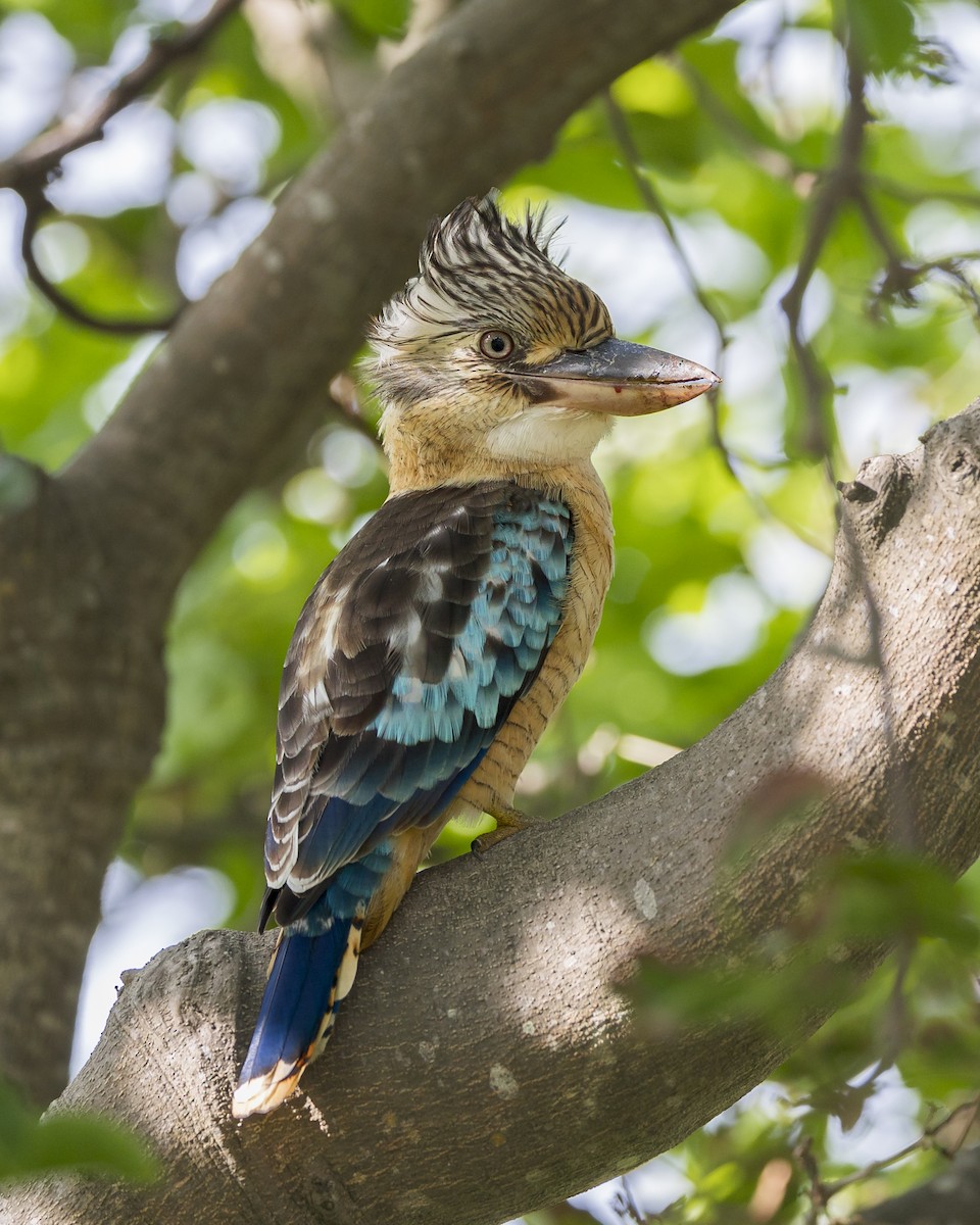 Blue-winged Kookaburra - ML614513447