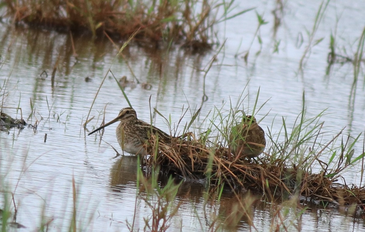 Common Snipe - ML614513513