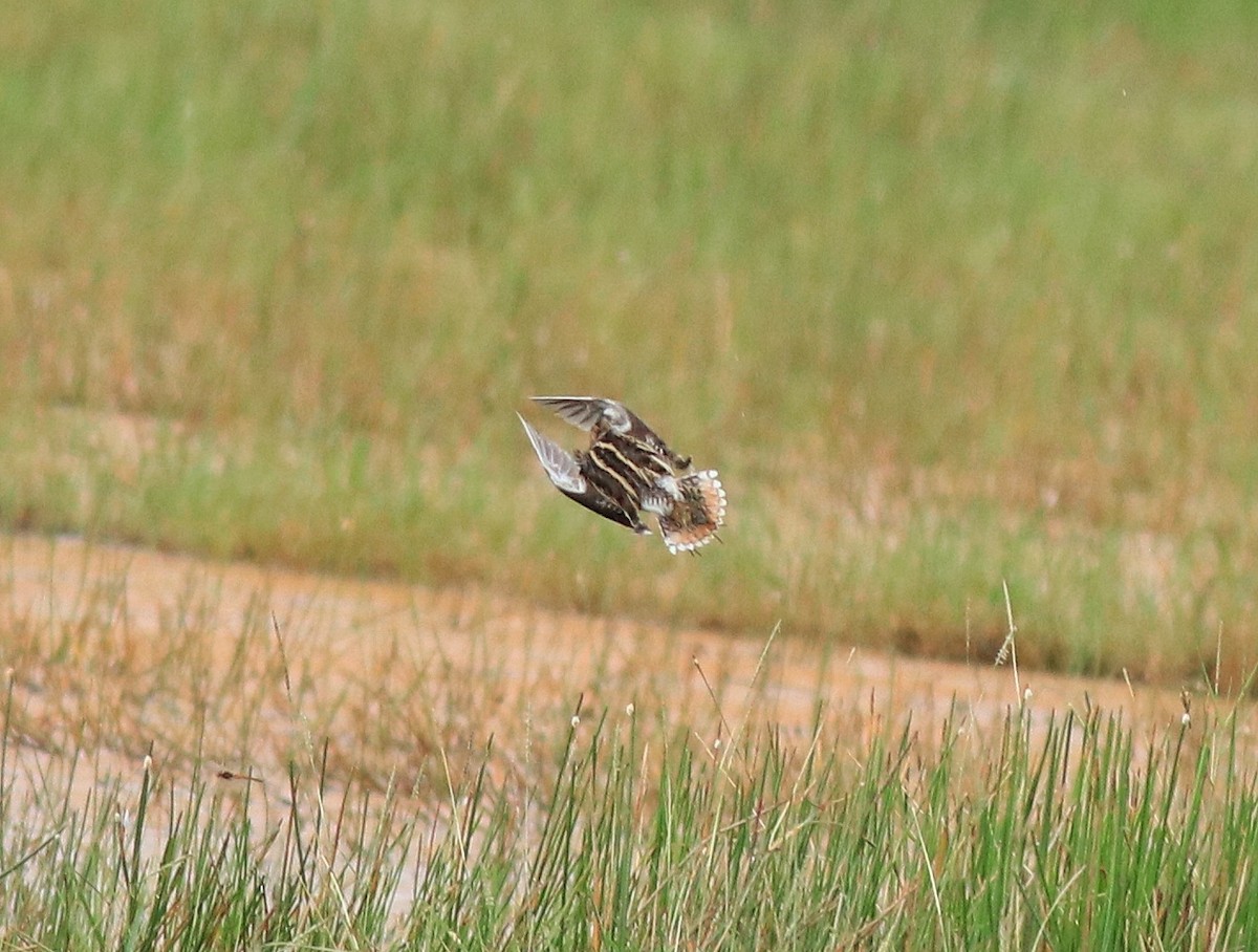 Common Snipe - ML614513516