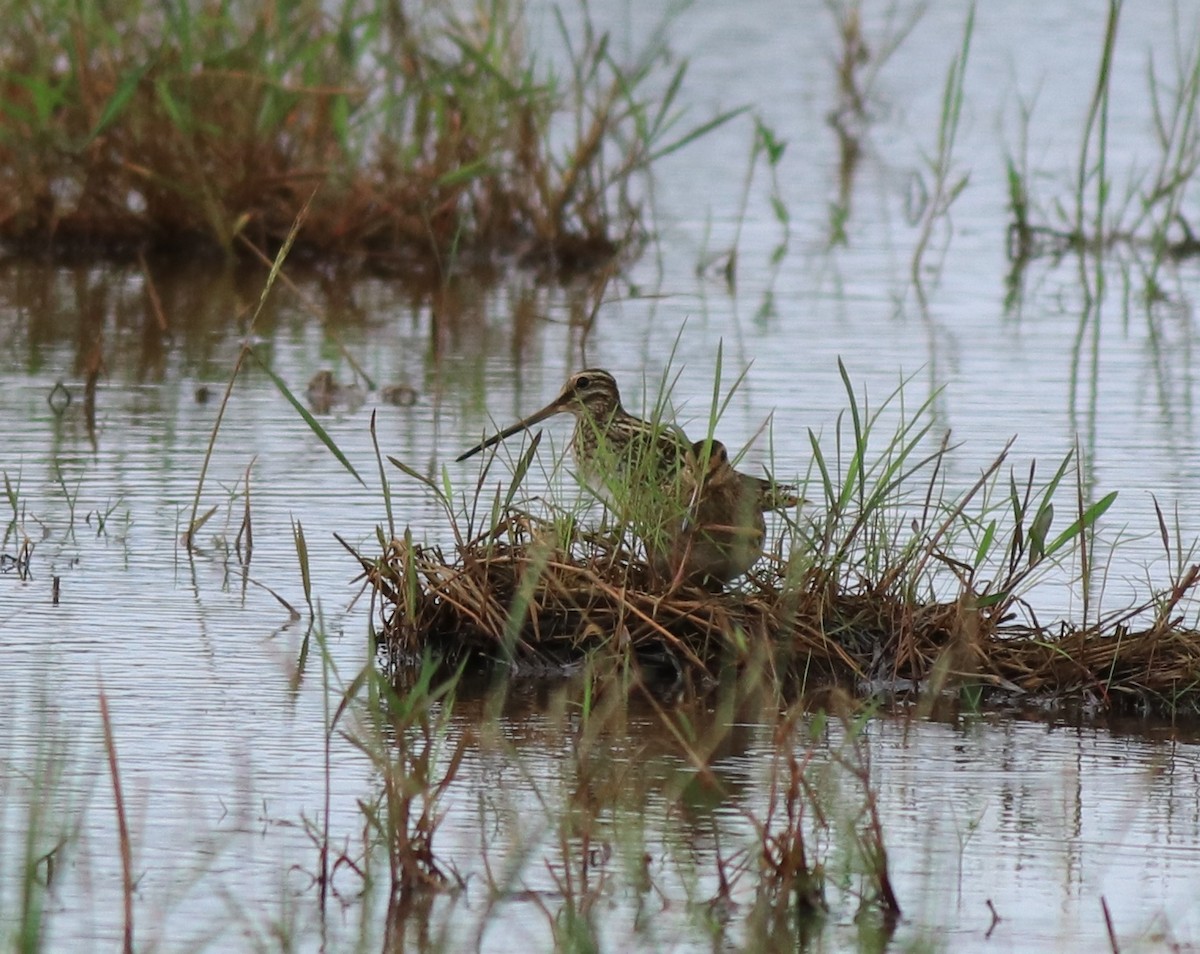 Common Snipe - ML614513518