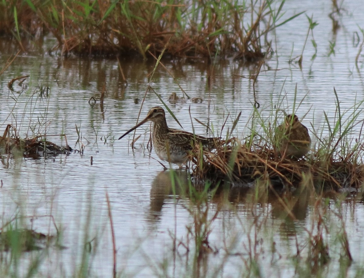 Common Snipe - ML614513519