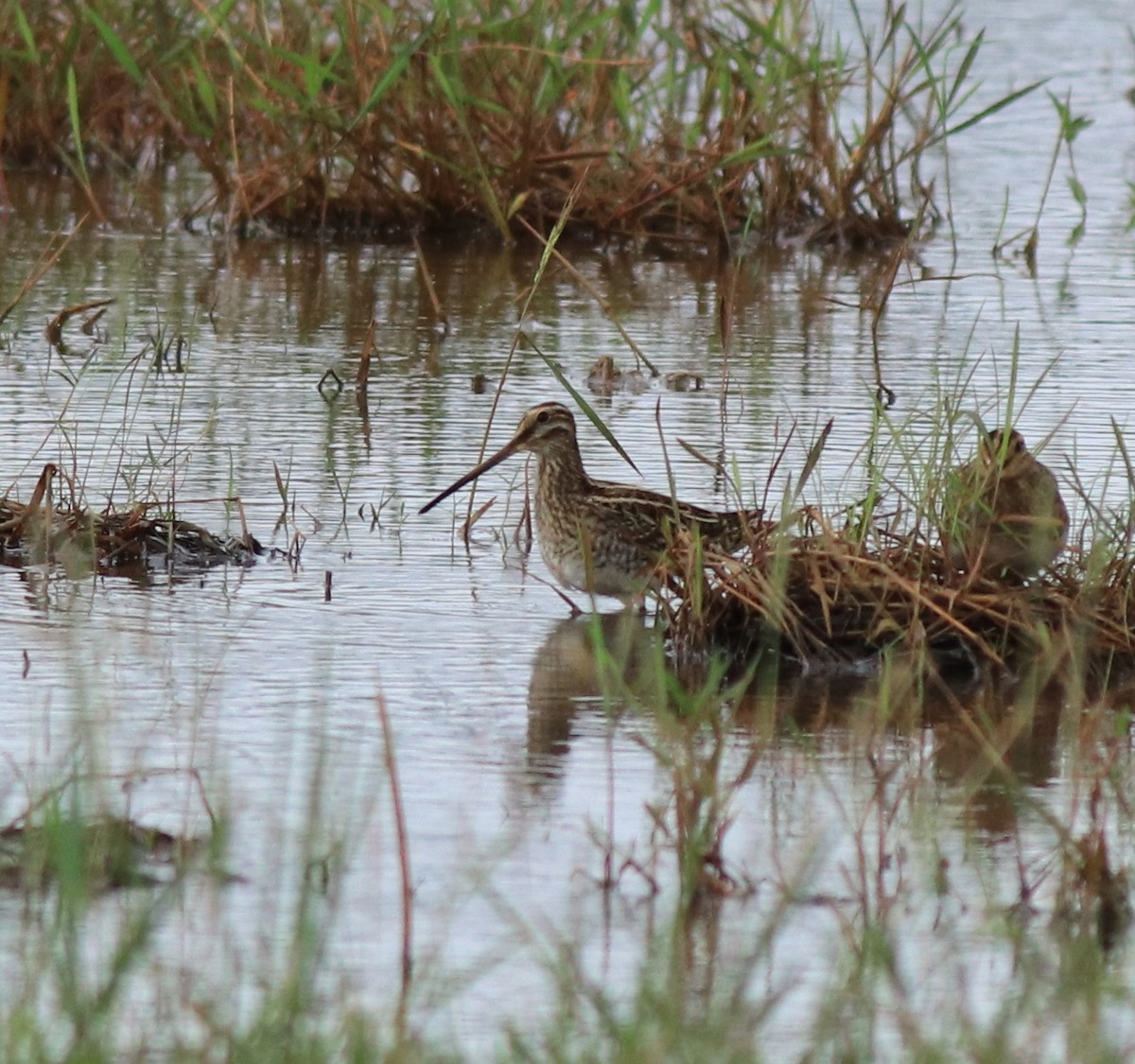 Common Snipe - ML614513524