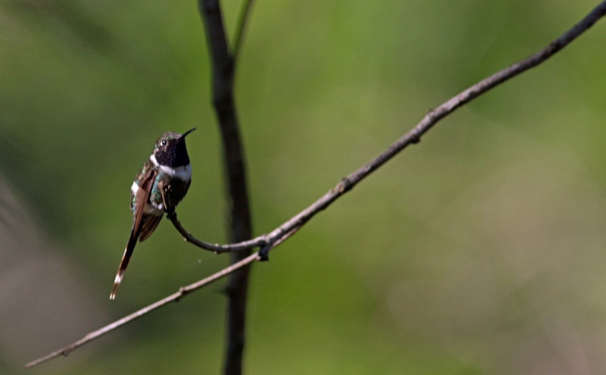 Colibri zémès - ML614513539