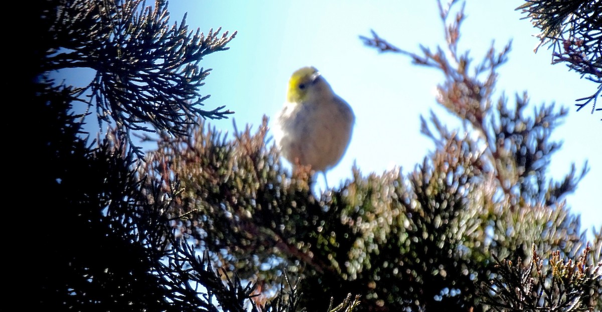 Hermit Warbler - ML614513639
