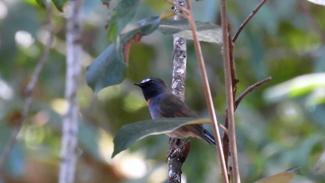 Rufous-gorgeted Flycatcher - ML614513648