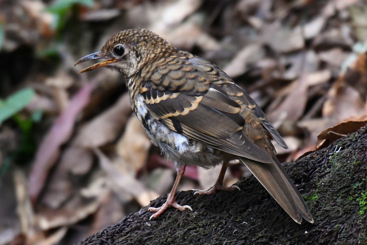 Russet-tailed Thrush - ML614513657