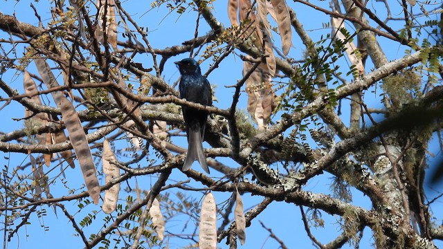 Bronzed Drongo - ML614513663