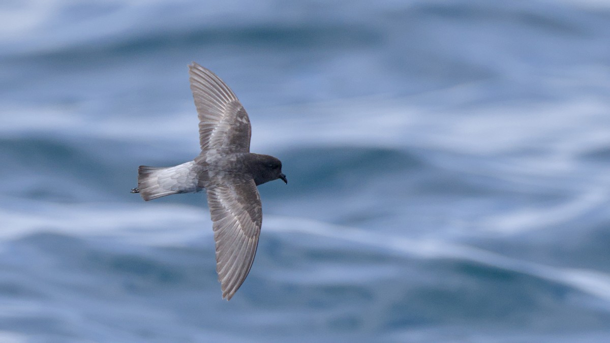 Gray-backed Storm-Petrel - ML614513673